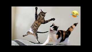 Funny animals - Funny cats / dogs - Funny animal videos 2023 - Part 6/Haypyy Pett