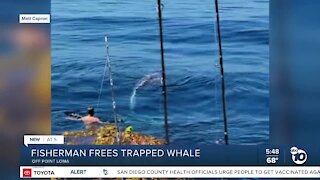 San Diego fisherman rescues whale tangled in lobster trap