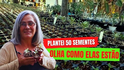 Plantei 50 Sementes de Rosa do Deserto e Olha Só Como Elas Estão