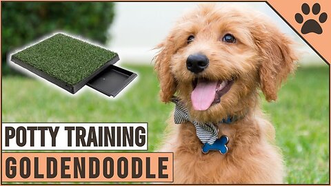 Secret Tips On How To Potty Train A Goldendoodle A Puppy