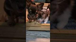 Persian Kitten With 6 Chihuahua Puppies
