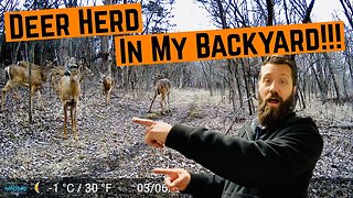 Backyard DEER HERD Caught on CAMERA!!!