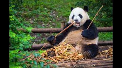 This Funny Panda Fell Down From A Swing And Gone Wild