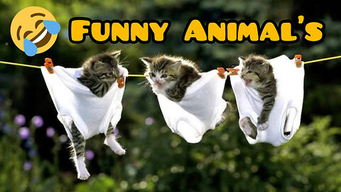 Wildly Wacky Animal Antics! Laugh 'til You Roar! Funny Animal's