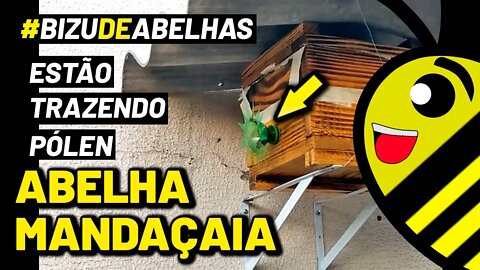 ABELHA MANDAÇAIA Mqq forrageando pela manhã | trazendo NÉCTAR e PÓLEN #shorts