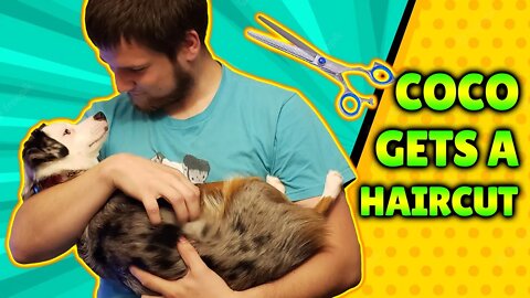 We Take our Dog to get a Haircut!