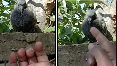 adorable bird bites its owner