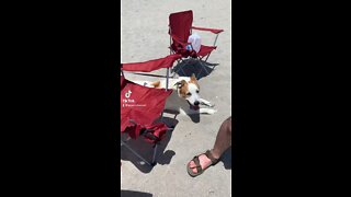 My Dog Goes To The Beach