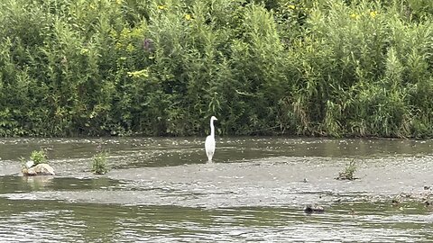 Great White Egret watching water flow