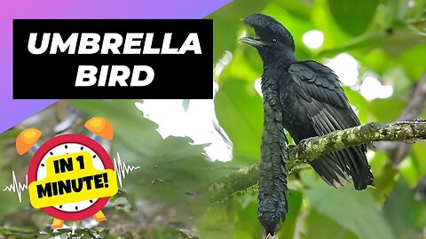 Umbrellabird - In 1 Minute! 🪶 Stunning Feathered Wonder! | 1 Minute Animals