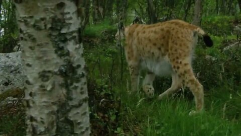 European lynx walking in the forest at a summer evening