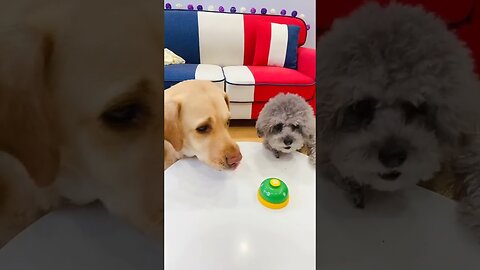 1 Minute Funny Cats and Dogs Videos