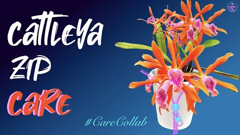 Laelia Zip CARE | From Near Blooming Size to Blooming Size | Leca & Self Watering Setup #carecollab