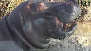 Random Hippo
