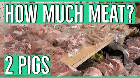 How much meat we got from our two pigs ||First Butcher||