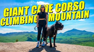 GIANT Cane Corso Climbs Mountain!