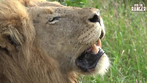 Big Lion In South Africa's Kruger National Park