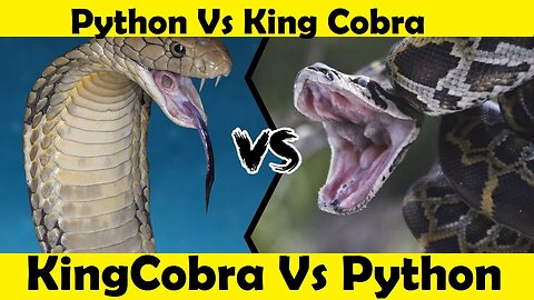 King Cobra vs Python. Python Vs King Cobra Fight. (Tutorial Video )