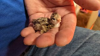 All about Jumbo Brown Coturnix Quail!