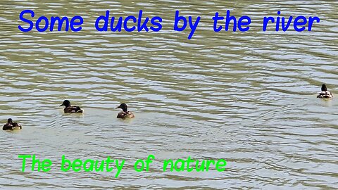 Some ducks by the river / Beautiful animals in the water / Water birds.