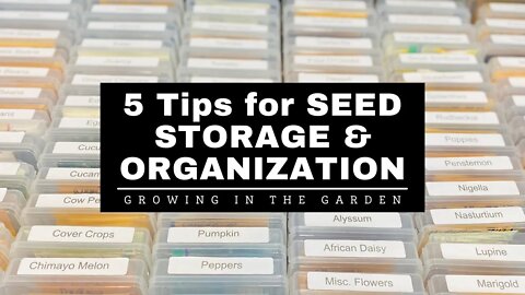 BEST way to STORE SEEDS: 5 Tips for ORGANIZING and STORING SEEDS