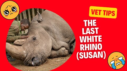 The Last White Rhino - Susan, Whose Presence is Missed