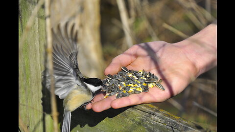 Amazing Hand Feeding Chickadees With Tricks