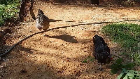 short chicken update, 23 weeks old, no eggs yet