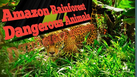 Amazon Rainforest Dangerous Animals _