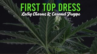 How We Top Dress Autos (1st Top Dress)