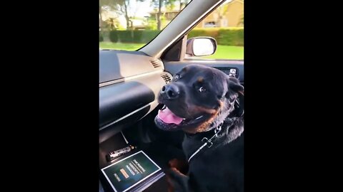 Samson the Rottweiler on his way to the vet to get the heart-worm shot. ☹️