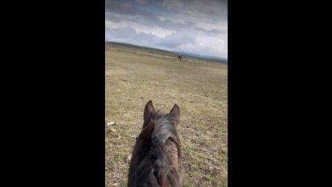 Just a beautiful day moving cattle