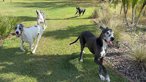 Funny Great Dane 5 Pack Love Racing & Chasing The Golf Cart
