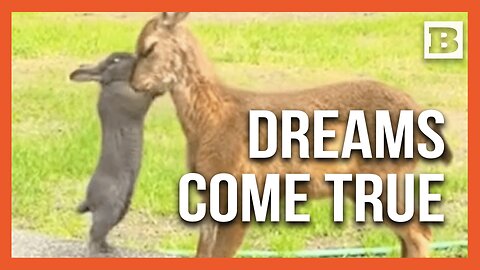Beautiful Friendship: Real-Life Bambi and Thumper Meet