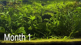 10g No Filtration Tank: Mystery Creature, Shrimp and Snails | No CO2, No Filter, No Ferts
