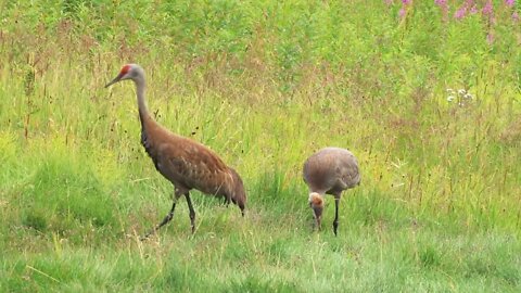 Mother Crane and Colt Walking in Meadow