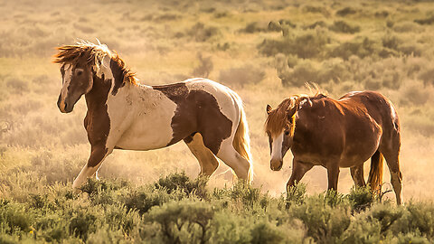 Tribute to Flaash Wild Stallion of McCullough Peaks in Wyoming by Karen King