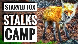 Fox Stalking ~ Wildlife Closeup