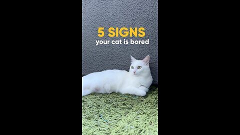 5 SIGNS | your cat is bored.