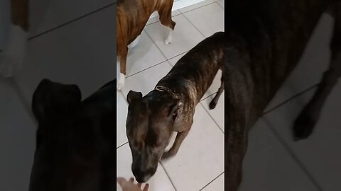 Dogs playing together