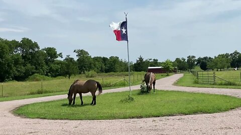 Letting The Horses Out For New Grass - They Seem To Be Herding Up More