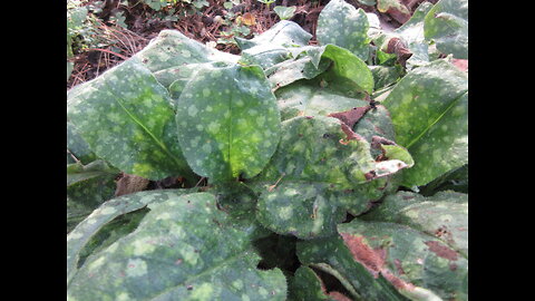 Pulmonaria Lungwort Sept 2022