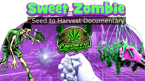 How I grew Cannabis Organically - Sweet Zombie strain- Seed to harvest