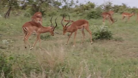 Must see, Impala Rams Fighting animal fight must watch