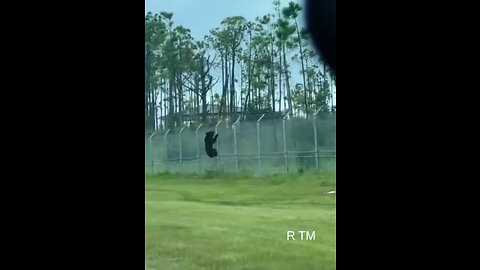 This is Truly amazing ; Bear climbs barbed wire fence at Florida Air Force base