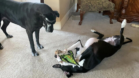 Funny Great Danes Love To Wrestle With Their Gator Toy