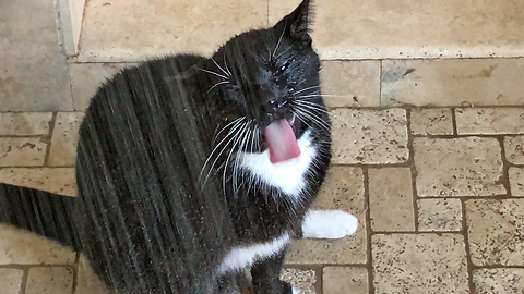 Sid the water cat enjoys a shower