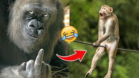 Laugh a Lot With The Funny Moments Of Monkey