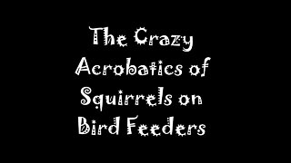 Squirrels Do Crazy Things on Bird Feeders