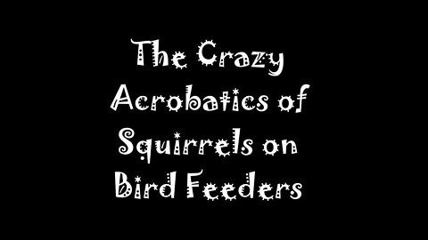 Squirrels Do Crazy Things on Bird Feeders
